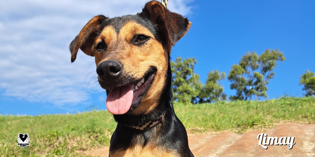 Así como la ves tiene mucho amor y energía para jugar. 💜

Ella es Limay, está ansiosa esperando a su familia definitiva. 🫶🏽

📲 ¿Te gustaría saber más de ella? Comunicate por privado.