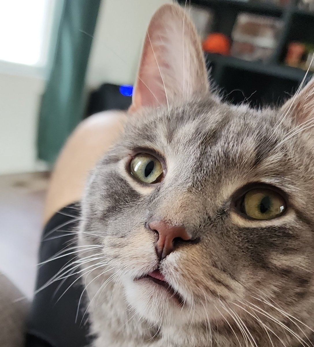 BeanBleps's tweet photo. blep https://t.co/CacpfjjL39