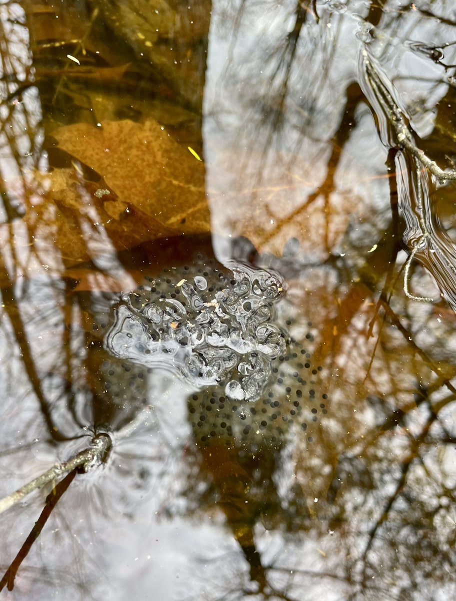 EvanRRoss's tweet photo. it’s vernal pool season, so I took a stroll through @thetrustees Mount Warner property after work to look for amphibian eggs and found a whole mess of wood frog (Lithobates sylvatica) eggs. 

the barking choruses of wood frogs provided a noisy background for most of the hike. https://t.co/hgufOSJDyL