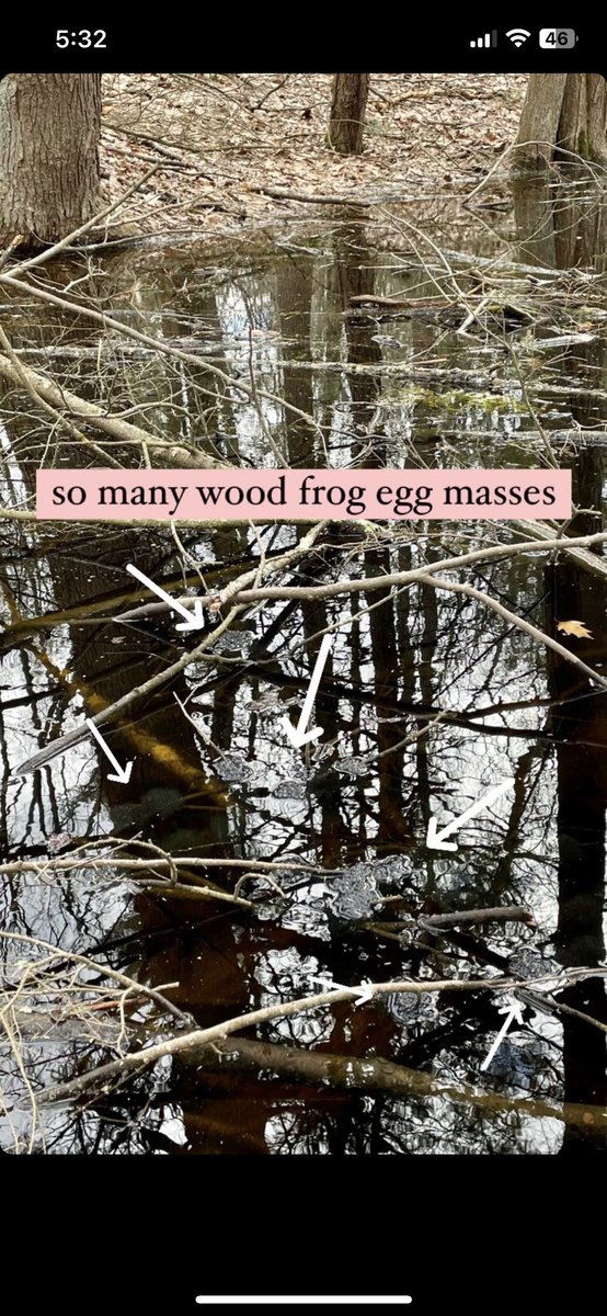 EvanRRoss's tweet photo. it’s vernal pool season, so I took a stroll through @thetrustees Mount Warner property after work to look for amphibian eggs and found a whole mess of wood frog (Lithobates sylvatica) eggs. 

the barking choruses of wood frogs provided a noisy background for most of the hike. https://t.co/hgufOSJDyL