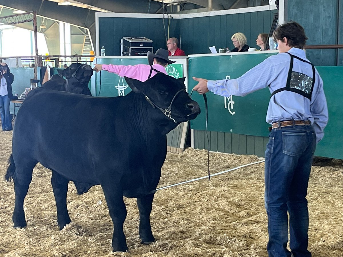 Hutton Hoegemeyer with his 1st in class and 4th overall American Steer this evening at Montgomery County Fair.