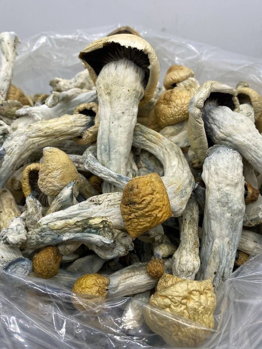 Hello ,Dear weeds lovers get scammed no more ,Permits me to recommend y’all to ( Out law cities ) There are very fast ,reliable and legit ,There sale qualifies buds 
go have a test and thank me later,I Believed many people here knows them  on telegram.t.me/outlawcities9oo