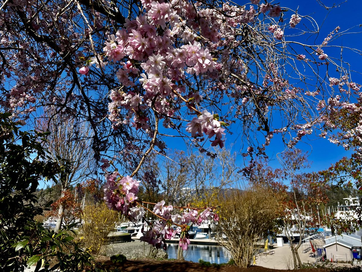 merissafb1's tweet photo. Spring in YVR! Blue skies, green grass, cherry blossoms and great running conditions. #vancouver #springbreak #bostontraining https://t.co/R83tkYhTBb