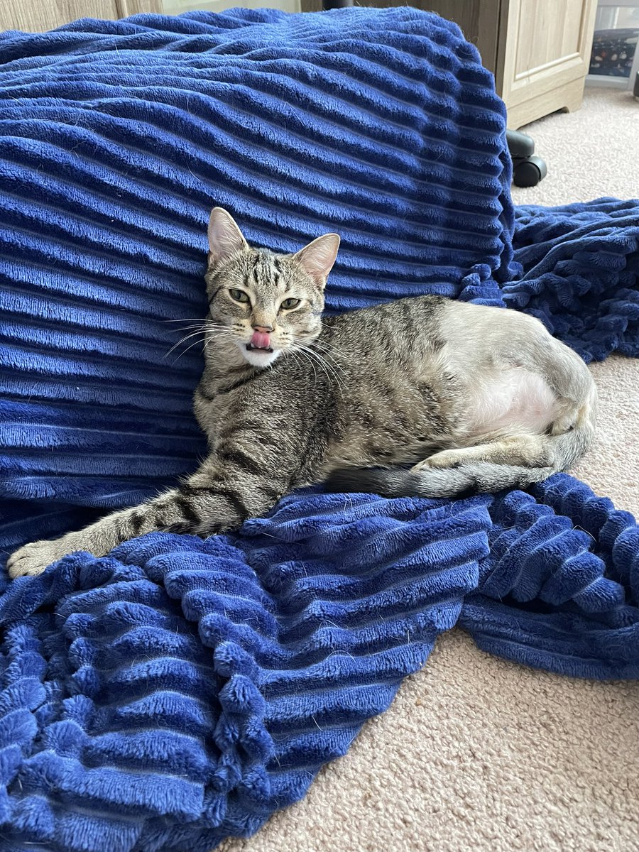 feederofcats's tweet photo. not growing his ass fur back out of spite https://t.co/Td287DD4KA