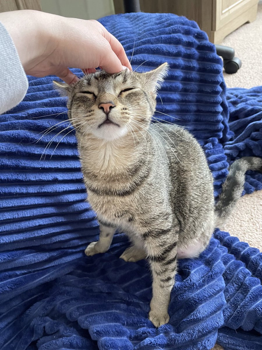 feederofcats's tweet photo. not growing his ass fur back out of spite https://t.co/Td287DD4KA