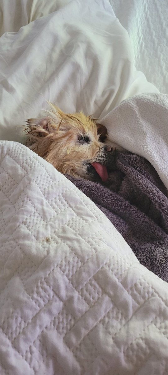 Sean Waltman tweet media