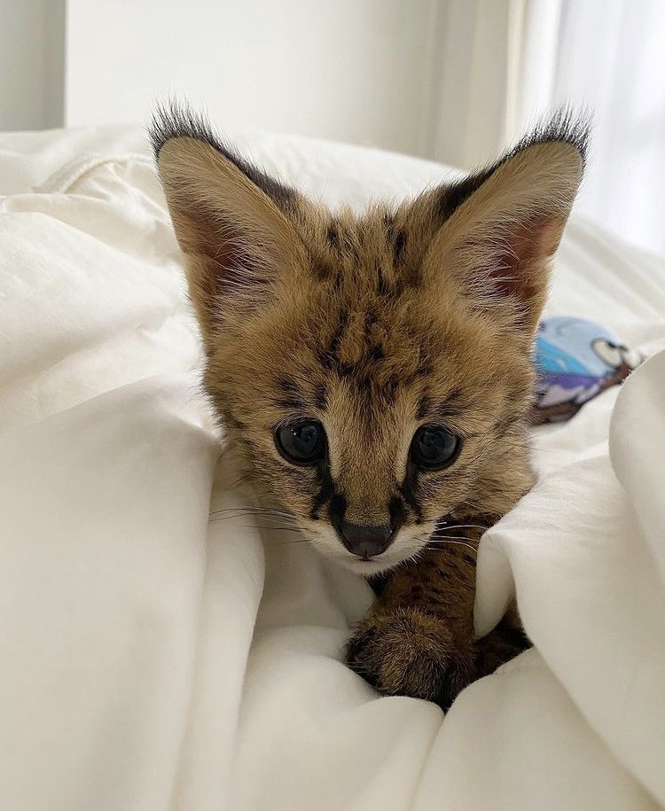 David Smokke tweet media