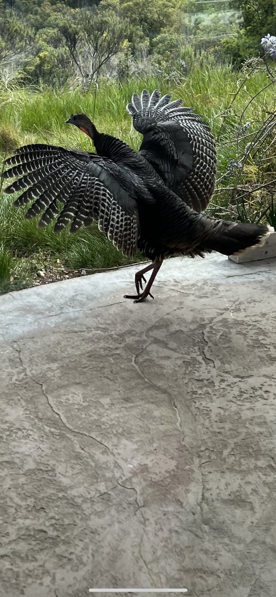 SofiaRosinsky's tweet photo. #turkle #turklereturn #turkeys https://t.co/10ZacwDplg