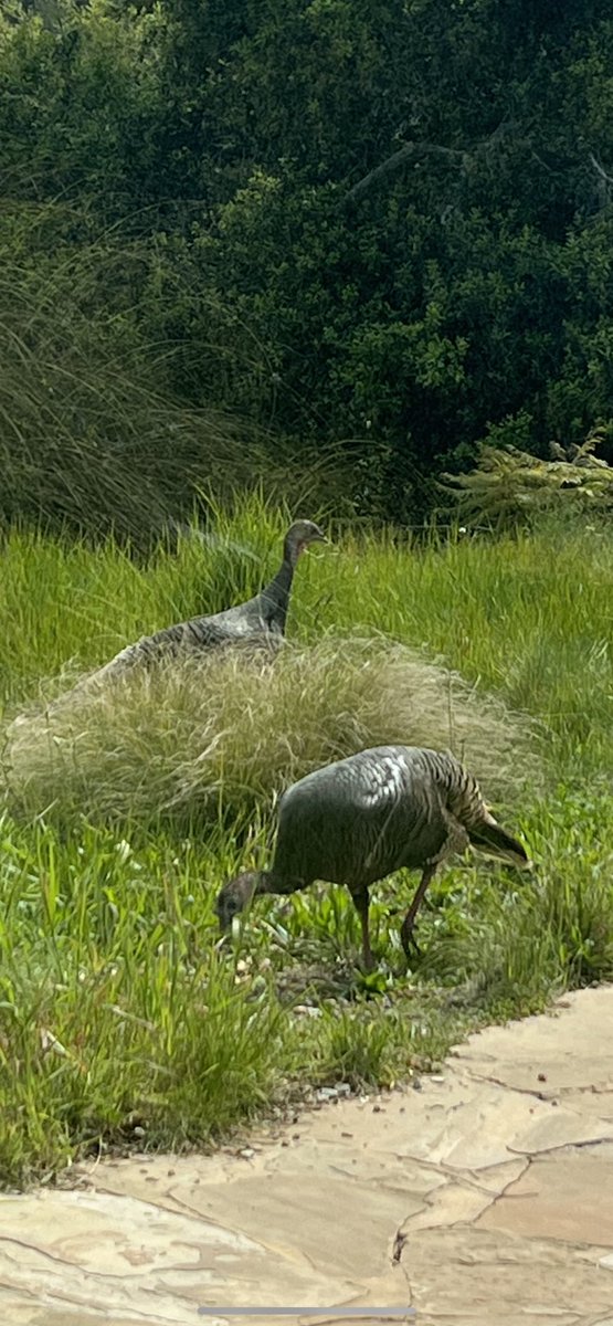 SofiaRosinsky's tweet photo. #turkle #turklereturn #turkeys https://t.co/10ZacwDplg
