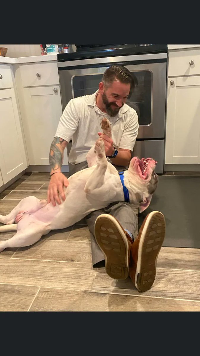 Happy Go Lucky Mastiff Rescue tweet media