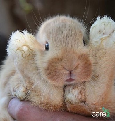 greennomad61's tweet image. Another year and .@amazon is still selling body parts.😔 #Rabbits Feet.
#RabbitsFoot keychain 🐇💔

Every year I think they will stop - but no @amazonnews :///
#Easter2023
#FindCompassion Amazon🐰

SomeONE not SomeTHING

 a.co/d/aWCFqj5