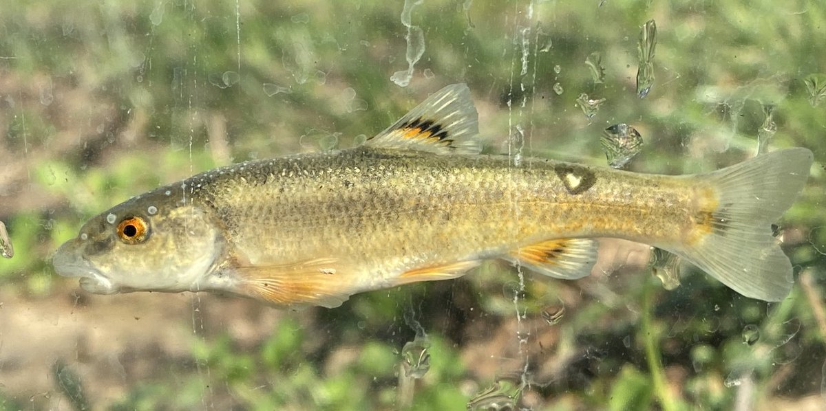 FisHecke's tweet photo. It was a great afternoon taking out my Limnology class to sites within the Prairie Creek watershed to sample fish and aquatic macroinvertebrates. Pictured is a Highland Stoneroller and a Redfin Darter. https://t.co/ZmCyhJspfq