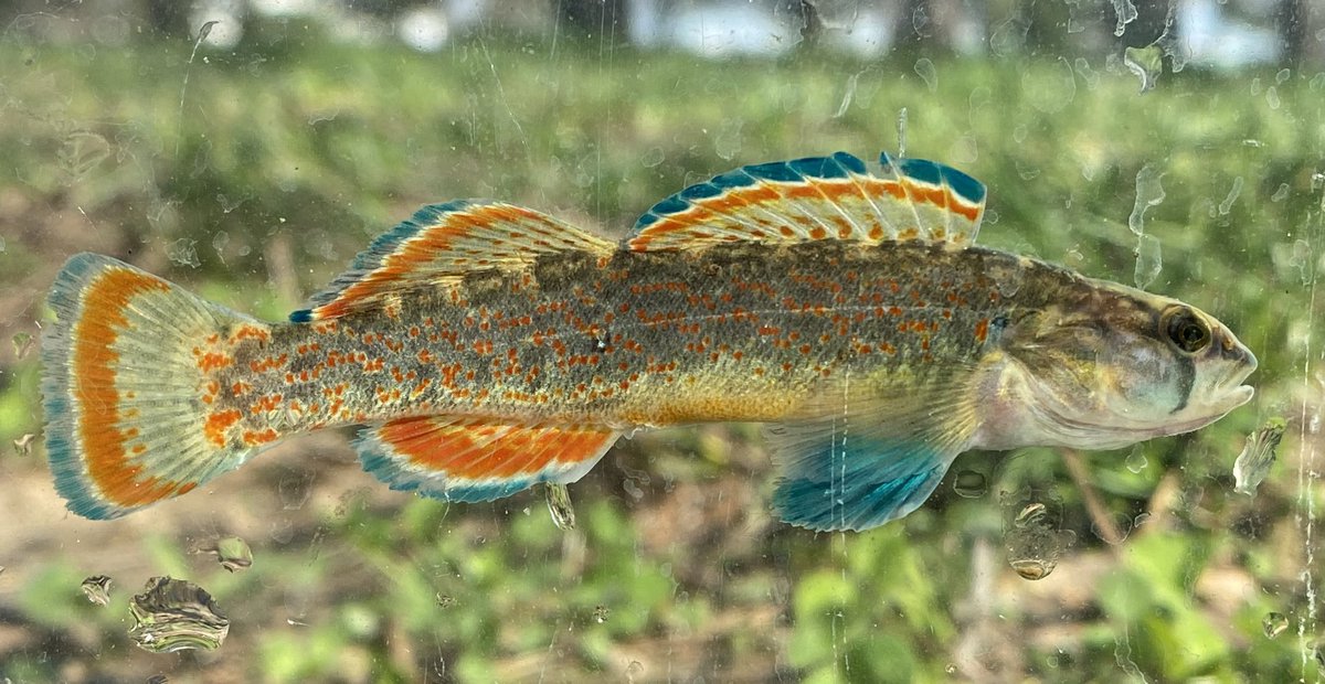 FisHecke's tweet photo. It was a great afternoon taking out my Limnology class to sites within the Prairie Creek watershed to sample fish and aquatic macroinvertebrates. Pictured is a Highland Stoneroller and a Redfin Darter. https://t.co/ZmCyhJspfq