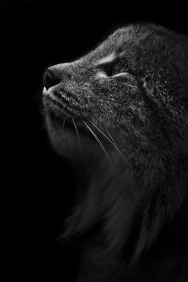 izatistinctoria's tweet photo. #Nnite #Off
© Guillaume Mordacq https://t.co/fJ4ulqGxfa
