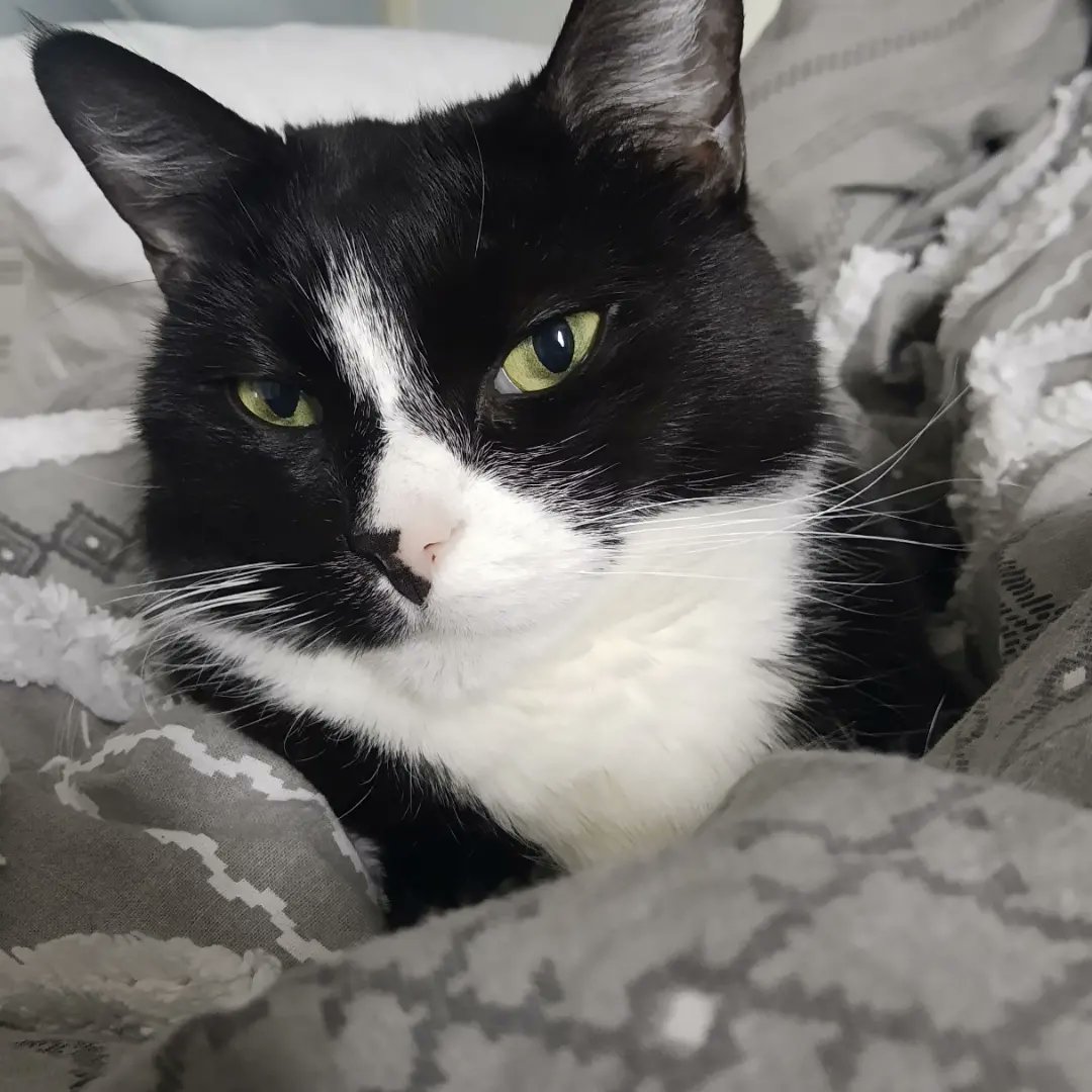 TamadoriC's tweet photo. I'm all cozy and ready for an early bedtime ❤️
#tamadoricollection #cat #cats #catlovers #tuxedocats #catsofinstagram #tuxedocat #catsofamerica #catsofboston #catlover #tuxedofeatures #adoptdontshop #caturday https://t.co/wYqttto9Vy