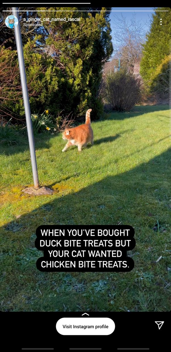 BinAnimals's tweet photo. #catbloc now resorting to targeted ads https://t.co/ITKebX3ziK