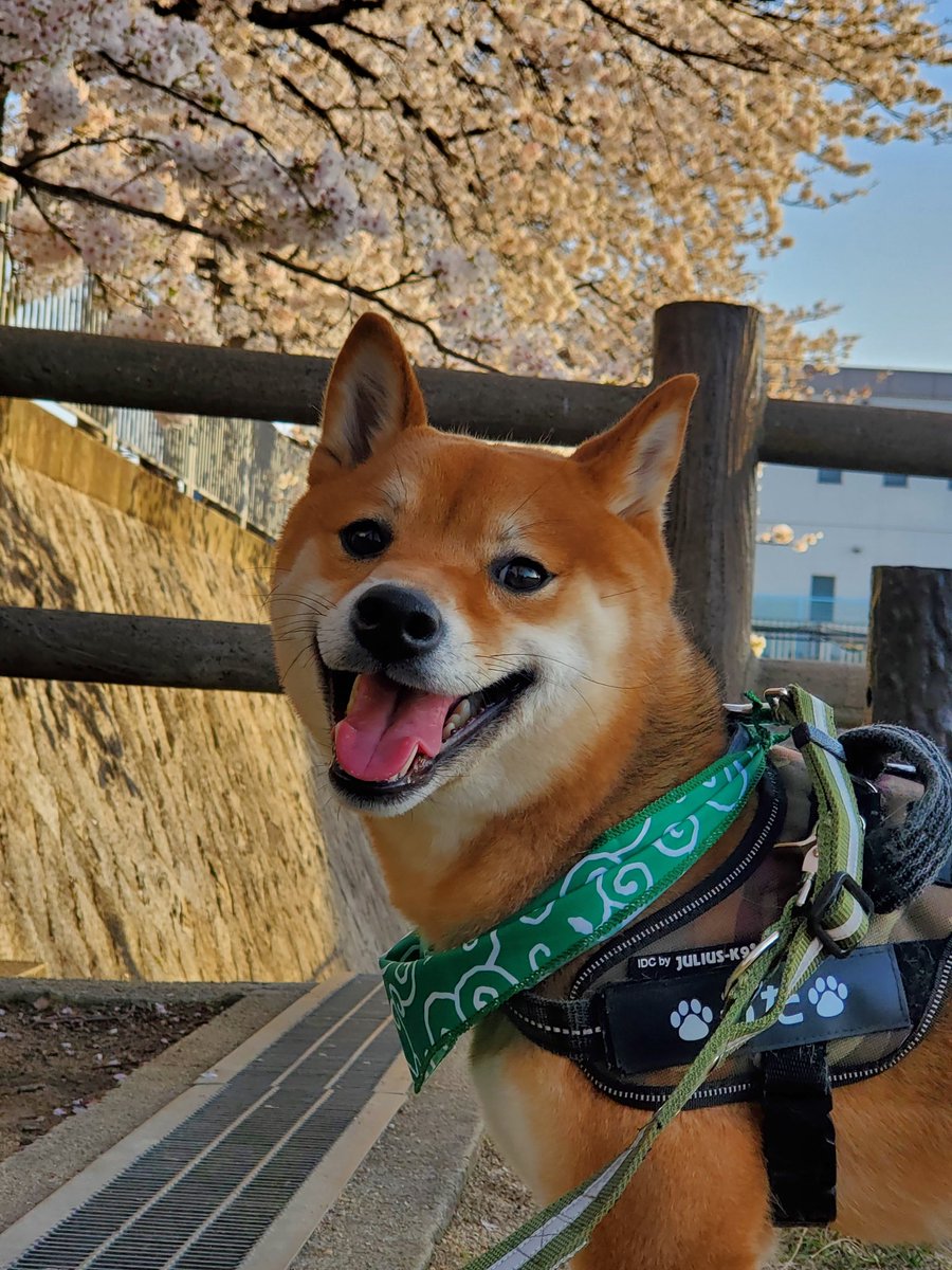 0501Uta's tweet photo. 柴と桜と唐草と
最高のコンビ🥰
#豆柴
#柴犬のいる暮らし 
#桜 https://t.co/olhRQvKyoA