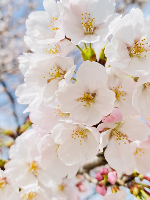 今日じゃないけど満開だった🌸 