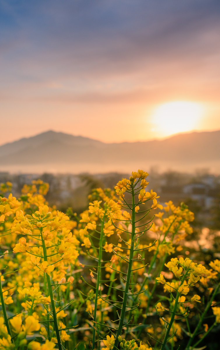 AnhuiTravel's tweet image. The spring breeze blows away the mist. The rapeseed flowers in Mount Huangshan have already been in full bloom, swaying gently in the mountains. The flowers become the most attention-grabbing existence at this moment. (Located in Huangshan City)
#SpringSky #AdmireAnhui