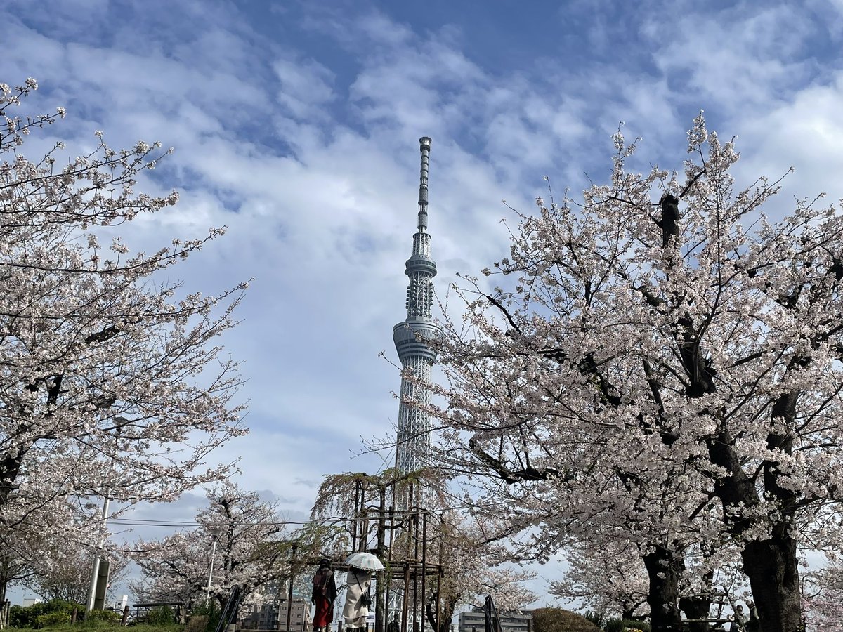 浅草エリアの隅田川両岸に広がる隅田公園では「桜まつり」が大盛況。墨田区側では、歴史ある花街らしく向島墨堤組合の芸妓さんたちが茶屋をオープン😍もちろんこちらできびだんごを注文し、満開の桜と明るく元気な芸妓さんたちを交互に眺めながら至福のひととき😁
#向島 #隅田公園 #桜まつり #墨堤組合