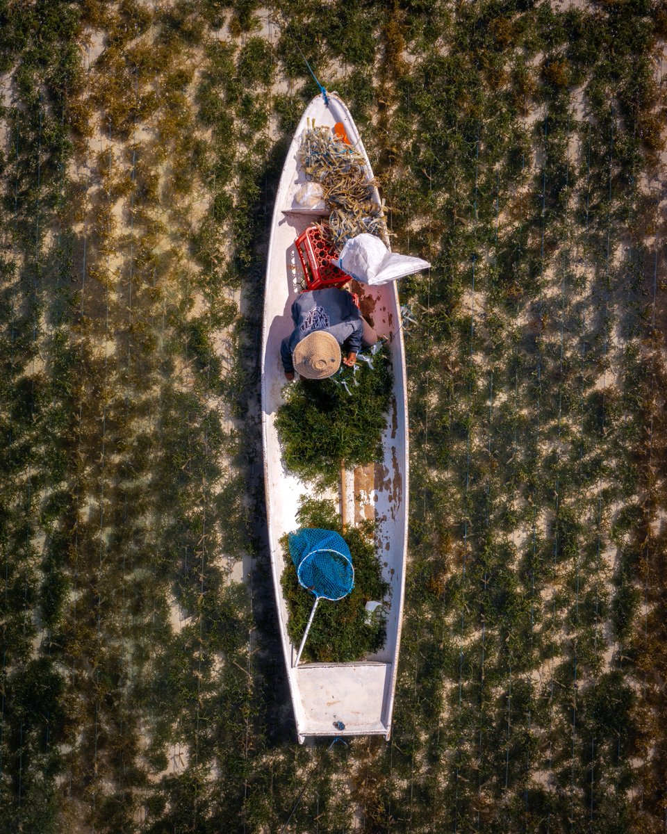 Al__Mills's tweet photo. The Seaweed farmers of Nusa Lembongan 
@DJIGlobal @NatGeo #natgeo https://t.co/jFZIdrXy4q