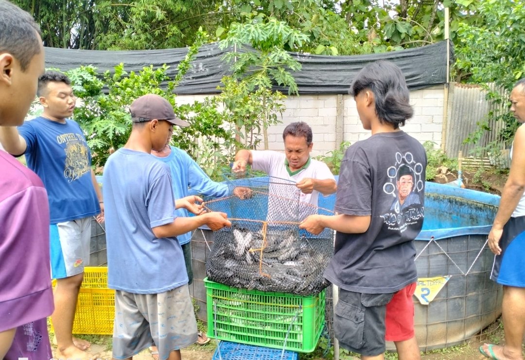 Risdyamasta23's tweet photo. (29/03/23) Rianda, Luhkan Kota Madiun, Pendampingan panen lele Bapak Miadi Kel. Banjarejo Kec. Taman Kota Madiun, Panen Lele 1000kg, Harga 18.000/kg, size 10-12, Tebar 13.000 ekor, Pakan 1150kg  #GiatLuhkanSatminkalBWI  #luhlapor #KotaMadiun @bppp_banyuwangi @puslatluhkp https://t.co/SrERzl8sMU