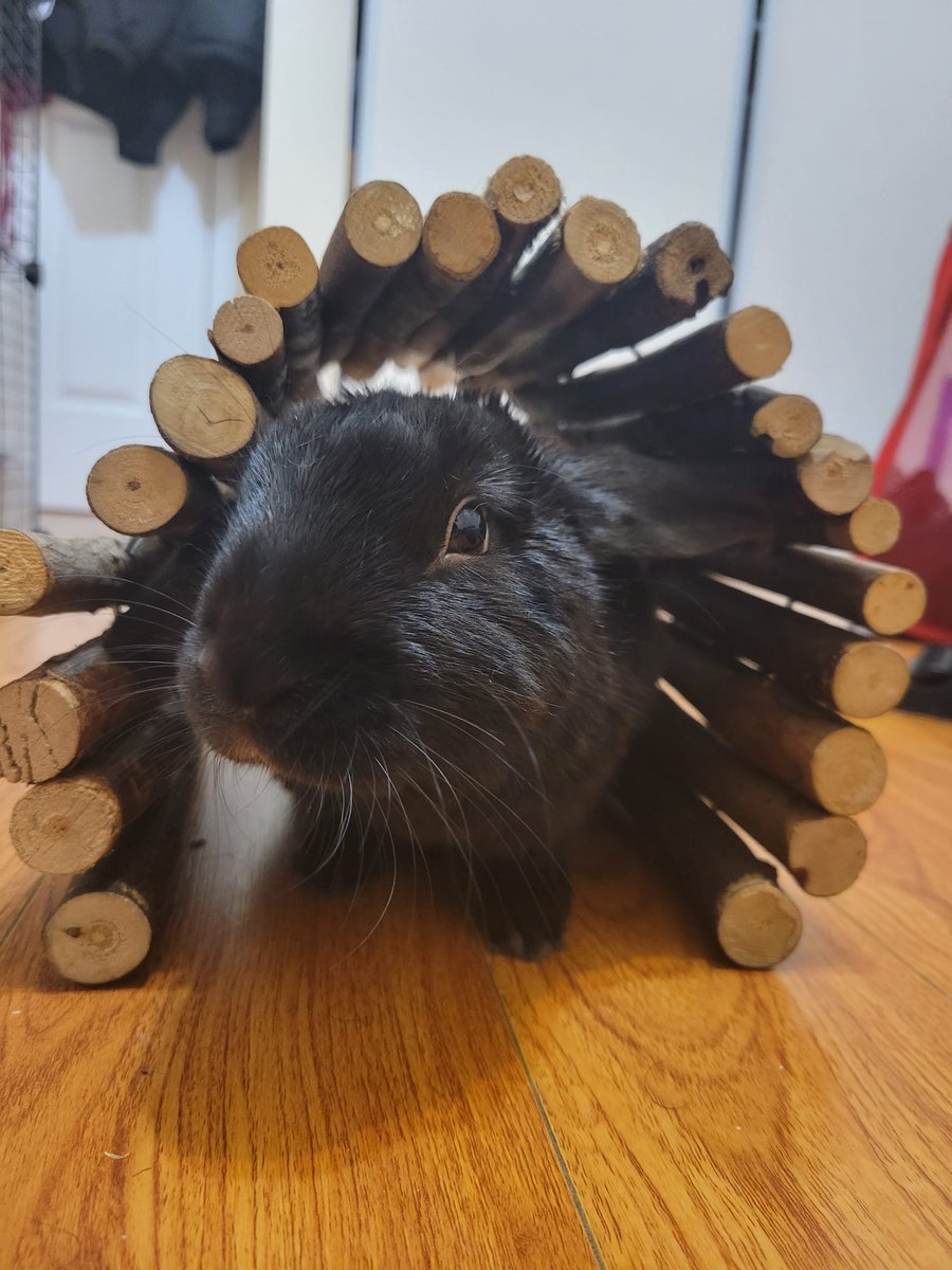 Khushbir's buncyclopedia on Twitter "This is called a Hideout; they