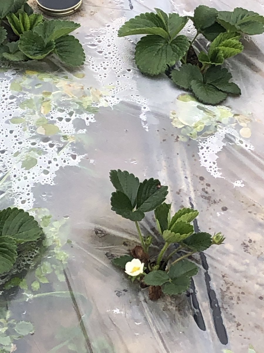 NaylorOrganics's tweet photo. Strawberry blossom. #strawberryblossom #strawberrypatch #naylororganicsupick https://t.co/abGAYDaoh4