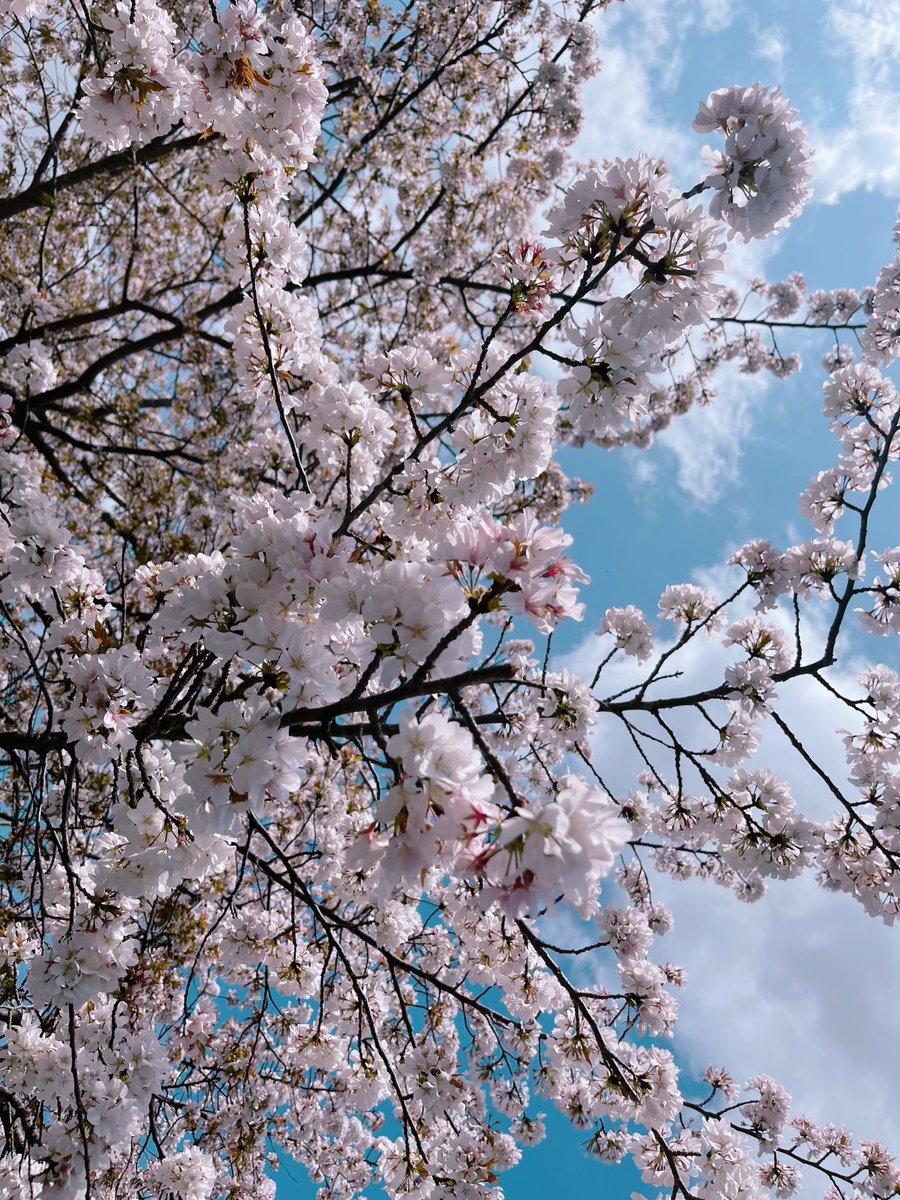 「桜はいつも最高に美しいな 」|み砂いるのイラスト