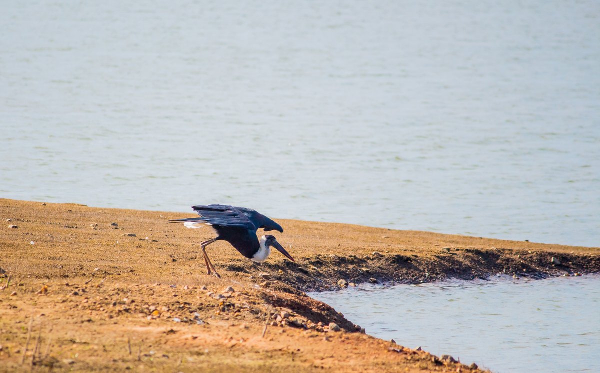 LightRaysPhoto1's tweet photo. For #wednsedaywisdom 

 "Wings means to be fly."😍🤗

#IndiAves #twitter #spring #birds #nature #life #BirdsSeenIn2023 
#ThePhotoHour 
@ThePhotoHour
@ErikSolheim
@KatanaHugo
@ParveenKaswan
@NatGeo
@BBCEarth
@IndiAves
@KarnatakaWorld
@Canon_India
@Natures_Voice https://t.co/nRY7fnDzxa