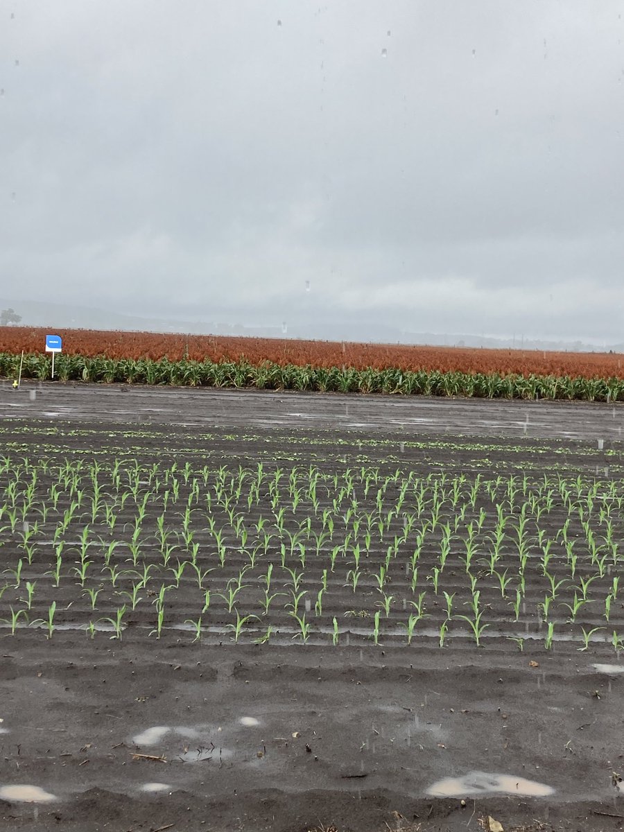Unfortunately the weather didn’t wait at the Pacific Seeds Foundation Farm at Allora today. Still some good information for the Maize day. #nutrien.