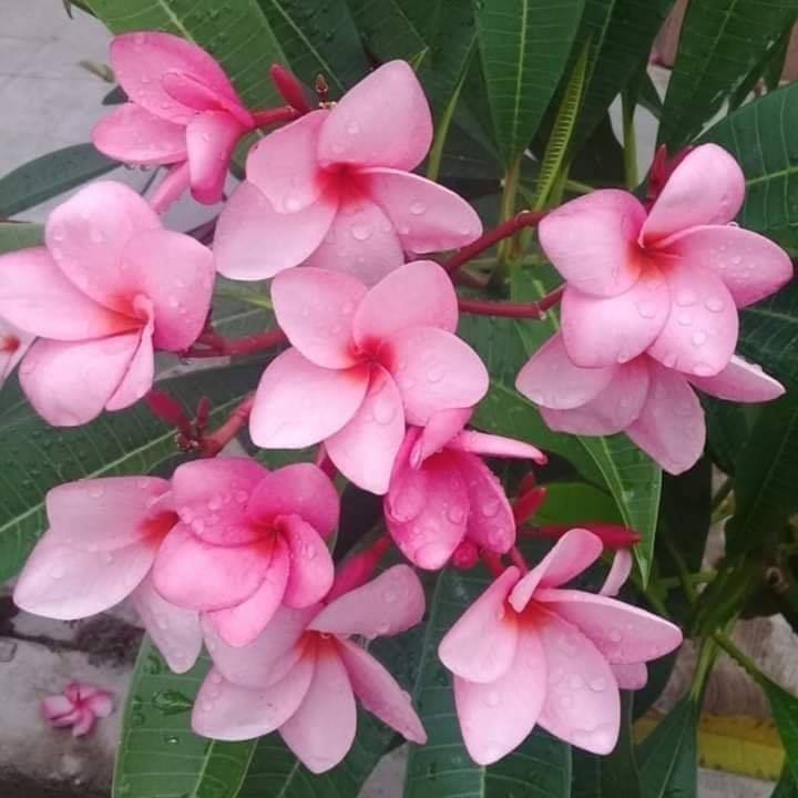 Lycaones's tweet photo. Tozoztontli en #náhuatl es «víspera», era la veintena en que las plantas florecían y se ofrendaban en los templos. Aquí están flores como cacaloxóchitl, macpalxóchitl, de macpal «mano» y xochitl «flor», y otra sin identificar: En la fiesta de este mes se comían culebras asadas. https://t.co/lbrveHGKVp