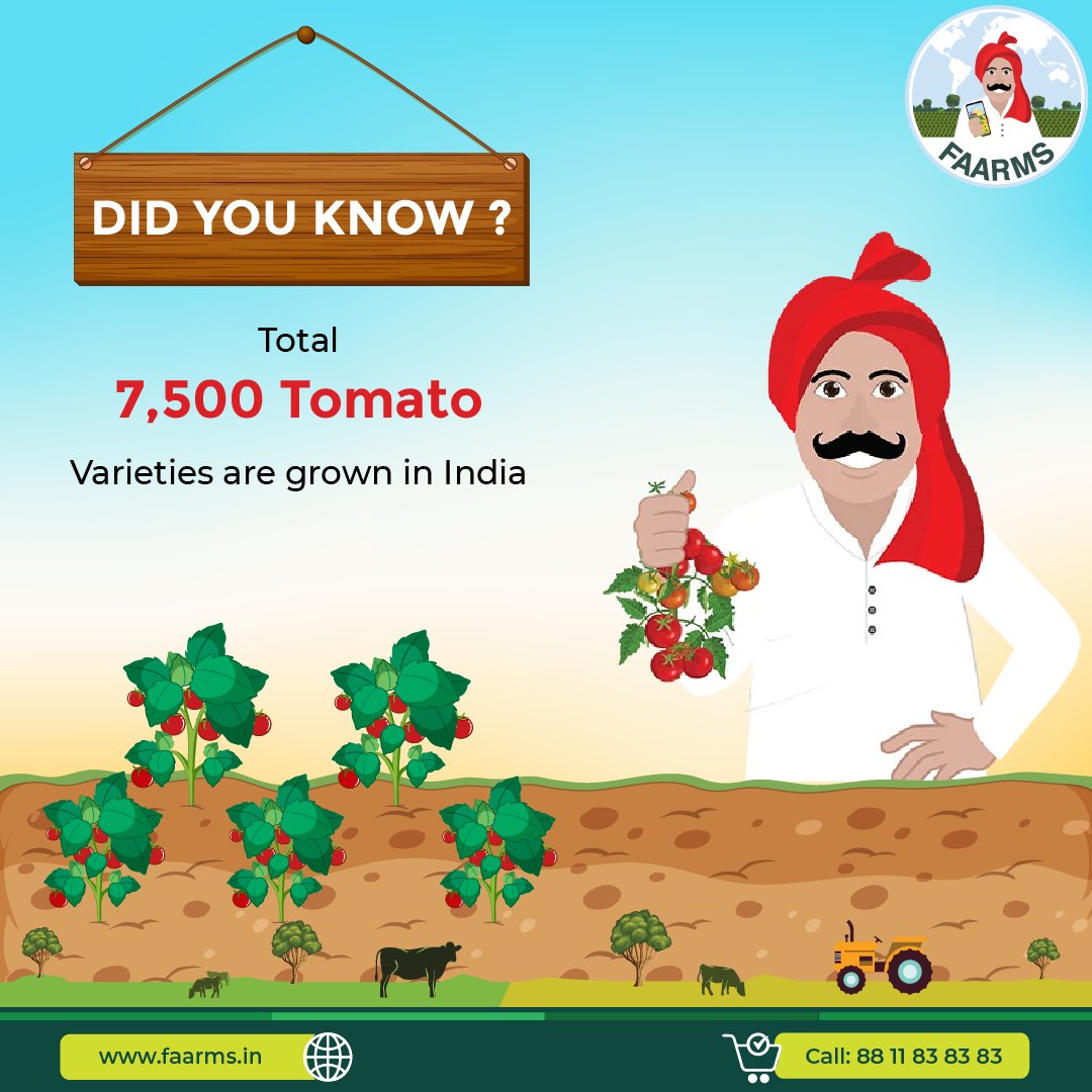 FaarmsIndia's tweet photo. Did you know?
Total 7500 Tomato varieties are grown in India
Download the Faarms App Today: https://t.co/cAM9BrqfKj
#Faarms #mobilerecharge #billPayments #insurance #health #freeHomeDelivery #agritech #sowing #harvest #agriculture #tomato https://t.co/RW7uHlJhaK