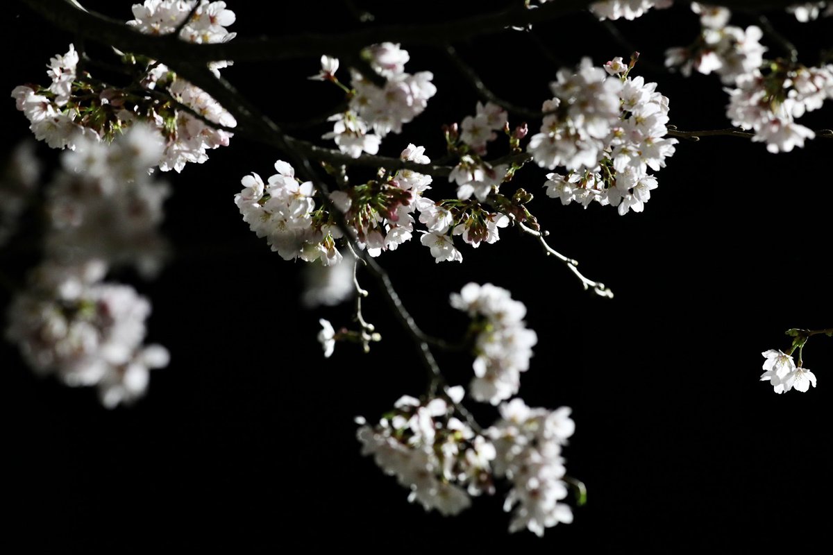 ACakakuro's tweet photo. 昨日の夜。息子とチワワのティアラを連れて近所の桜の写真を撮った。散歩する人もなく静かな住宅街。息子がネコくらいの大きさの動物を見つけた。
#桜
#夜桜
#eos5dm4
#一眼修行中 https://t.co/uza5Kqn6jL