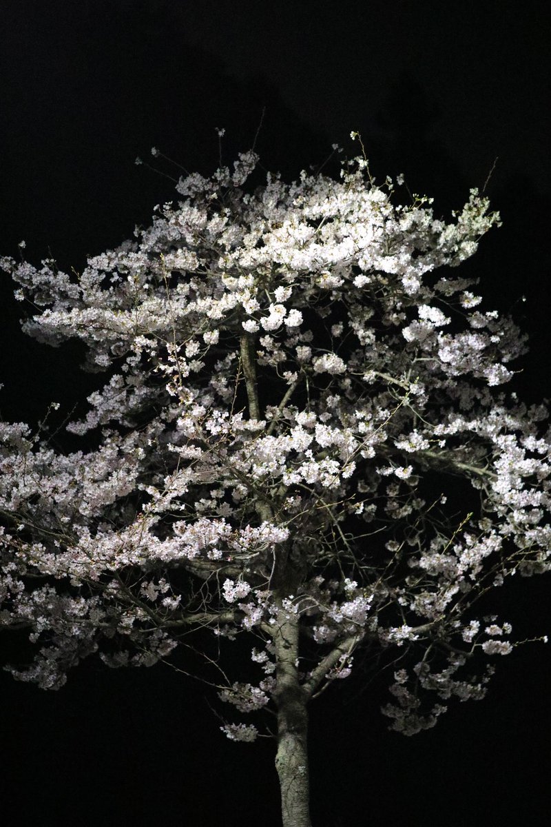ACakakuro's tweet photo. 昨日の夜。息子とチワワのティアラを連れて近所の桜の写真を撮った。散歩する人もなく静かな住宅街。息子がネコくらいの大きさの動物を見つけた。
#桜
#夜桜
#eos5dm4
#一眼修行中 https://t.co/uza5Kqn6jL
