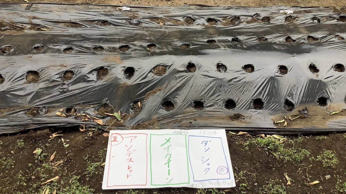 bsatami11's tweet photo. 先週の活動報告🥔
スカウトハウスの畑にジャガイモを３種類植えました。植えた場所もしっかり記録完了です。
#ボーイスカウト #熱海 #じゃがいも https://t.co/YfZObF3c5a