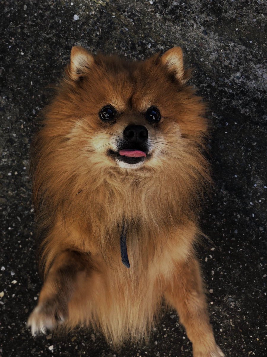 malokugentt's tweet photo. 🐶 https://t.co/hCVrI4295g