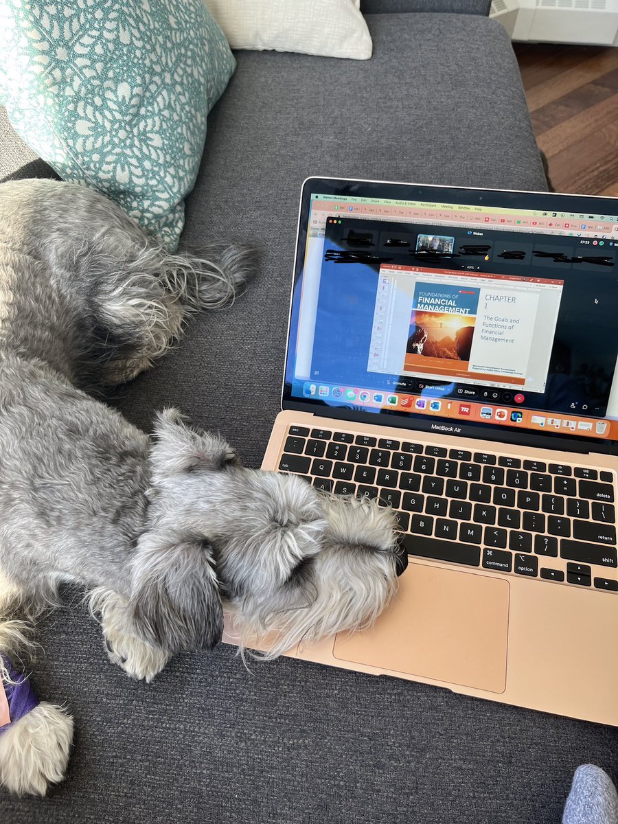 ShawnaCurry_'s tweet image. It’s hard to learn MBA level finance when you’re just a little pup, that isn’t mine. Hamish is a pretty good little study buddy. 
#schnoodle #finance #mba