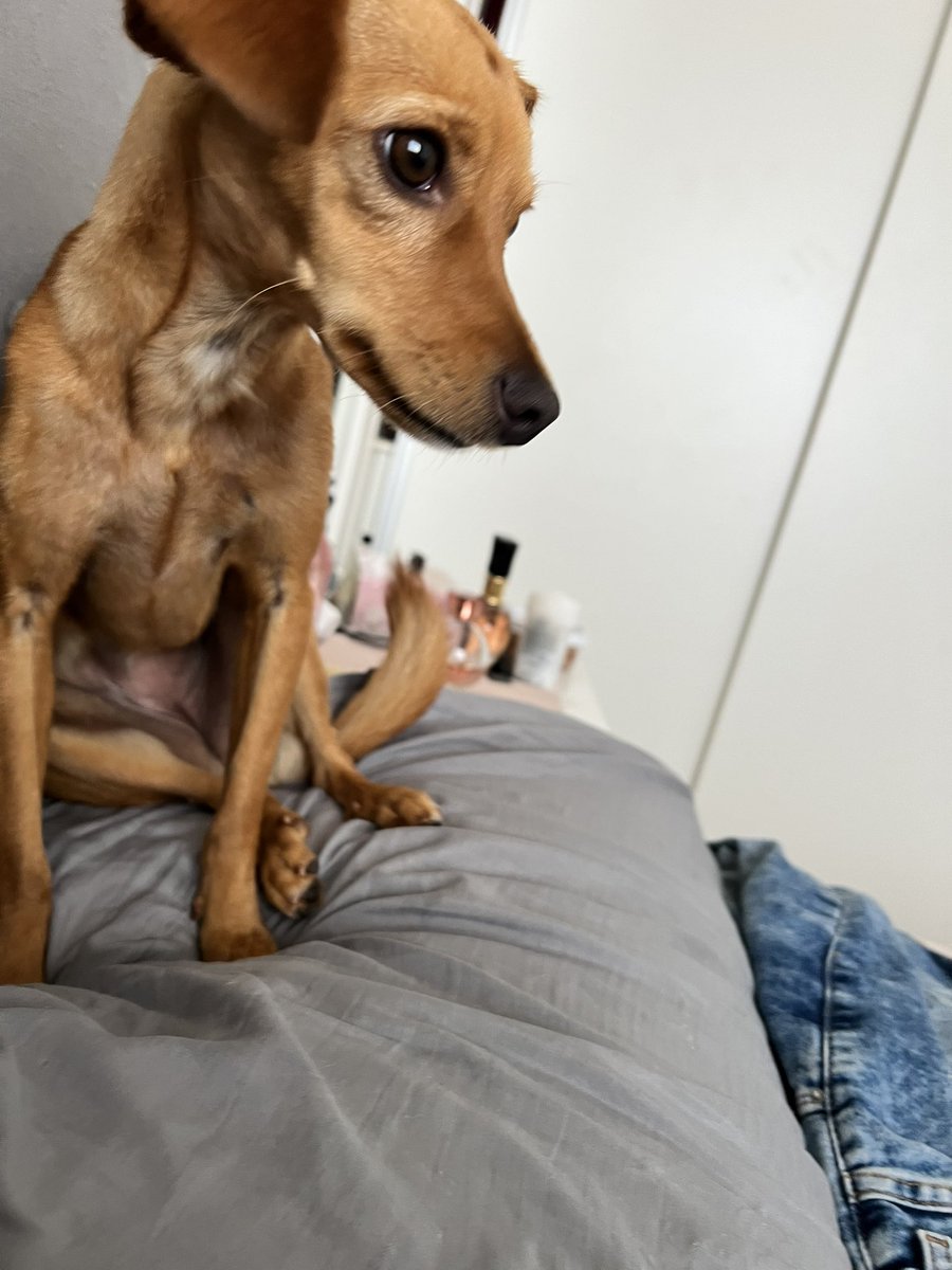 Lucas_Telles's tweet photo. CLASSIFIQUE O SEU PET

raça: Rasga saco
nome: Cremilda
beleza: 10/10
inteligência: 10/10
raiva: 3/10
medo: irmã gata
apelido: Cremis, Crecre, Cachorra, Fedo
já mordeu alguém: Só de leve
@BichinhosFB https://t.co/EBArg4cmWW