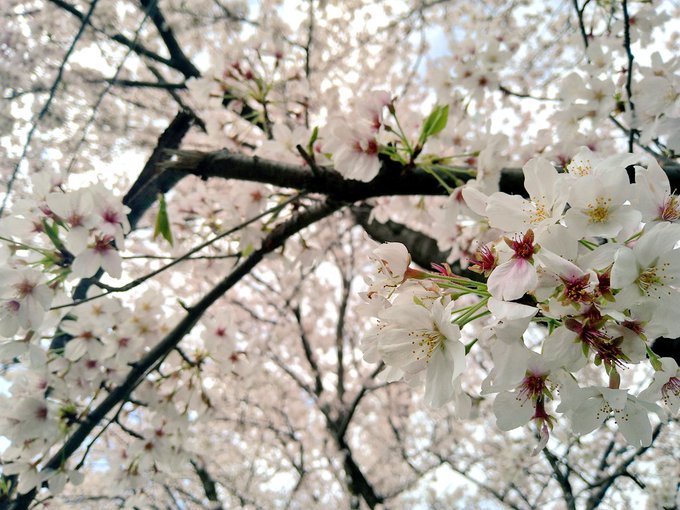 サクラサクミライコイユメ 