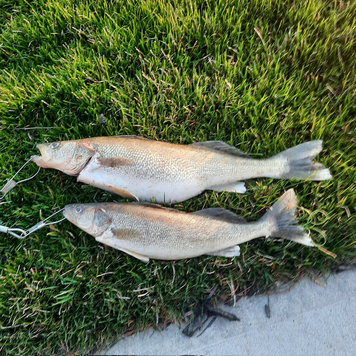 BobFalkenstein's tweet photo. Fresh fish! Heavy current. The #mightymaumee was listening to heavy metal tonight. #walleyerun https://t.co/qx8I2PJPbq