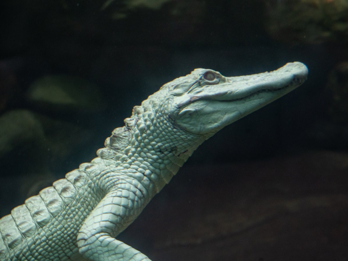 Denver Zoo on Twitter "Meet Bruno & Banshee, albino American