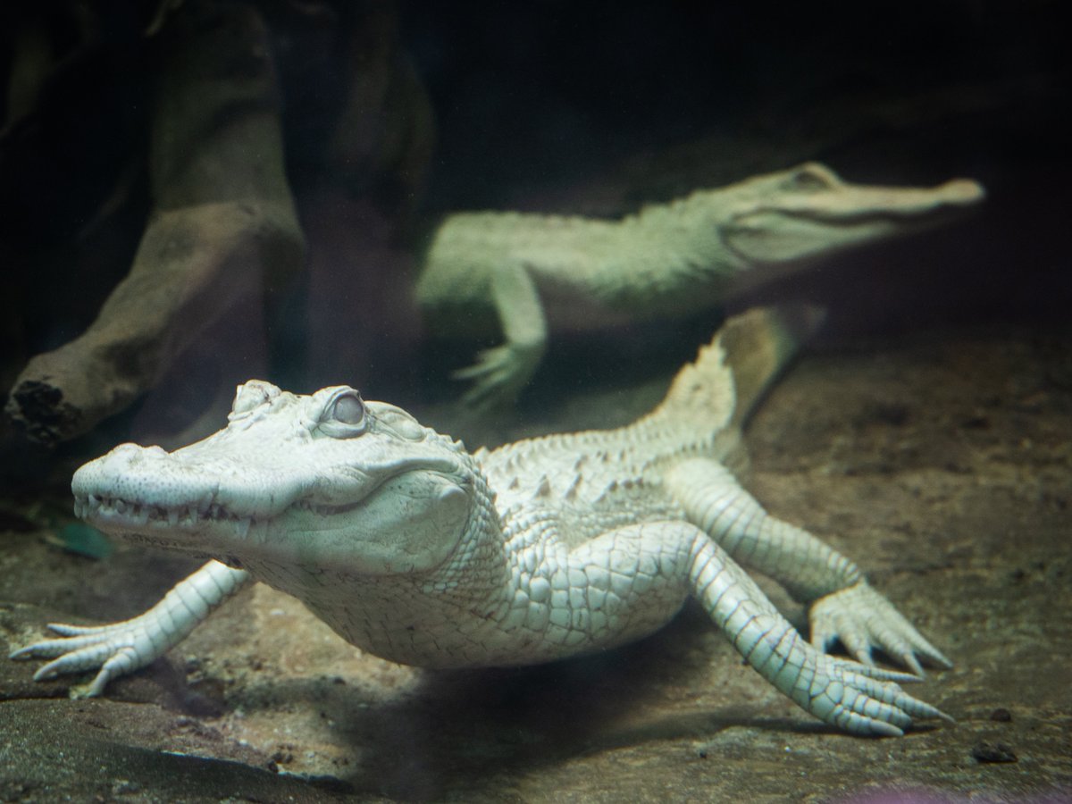 Denver Zoo on Twitter "Meet Bruno & Banshee, albino American
