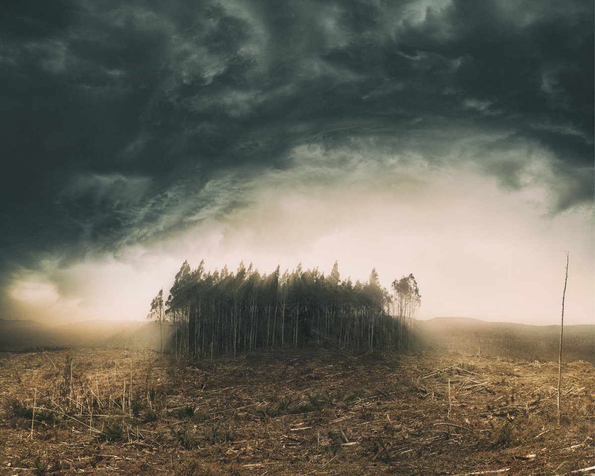 Alter_E_Artist's tweet photo. Win This 1/1 NFT

Only this one and 2 more to go!

A herd of trees huddles together in fear of the machines. 

A lone weak sapling stands in defiance 🖕 hanging onto life by its last solitary leaf. 

Mother nature expresses her fury with a savage impending storm.

GL 🍀🍀🍀 https://t.co/cXuiGI9t6x