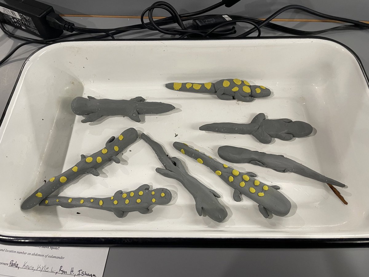 spotted salamander predation lab today for my herpetology class. loving this class so much!