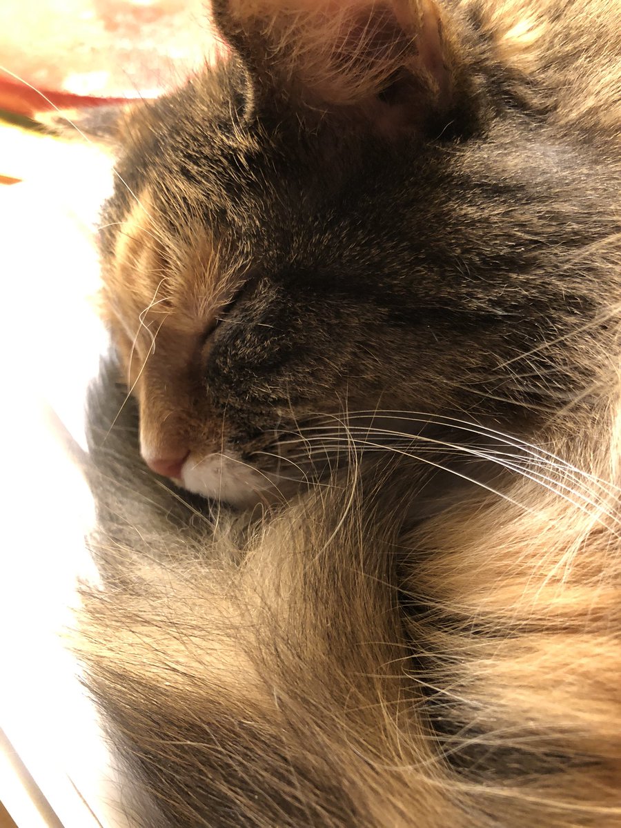 frances_price's tweet photo. @LolaKittySLC @timzmom @tkbgamer @nessellis @dsmom58 @AutismNotEvery1 @ThreezkyMusic @cwojoannexx @NASCARSammy Sophie says #HaiTim & frens πΎπ½π Hope you had a good day! https://t.co/z0YBPAVE2f