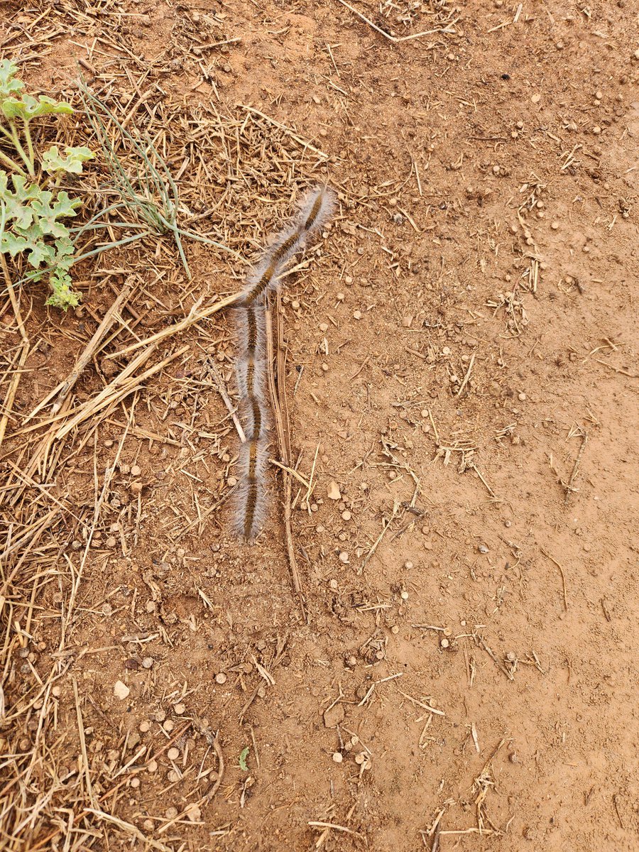 #asktwitter what are the old wives tails around the trail of hairy caterpillars 🐛?