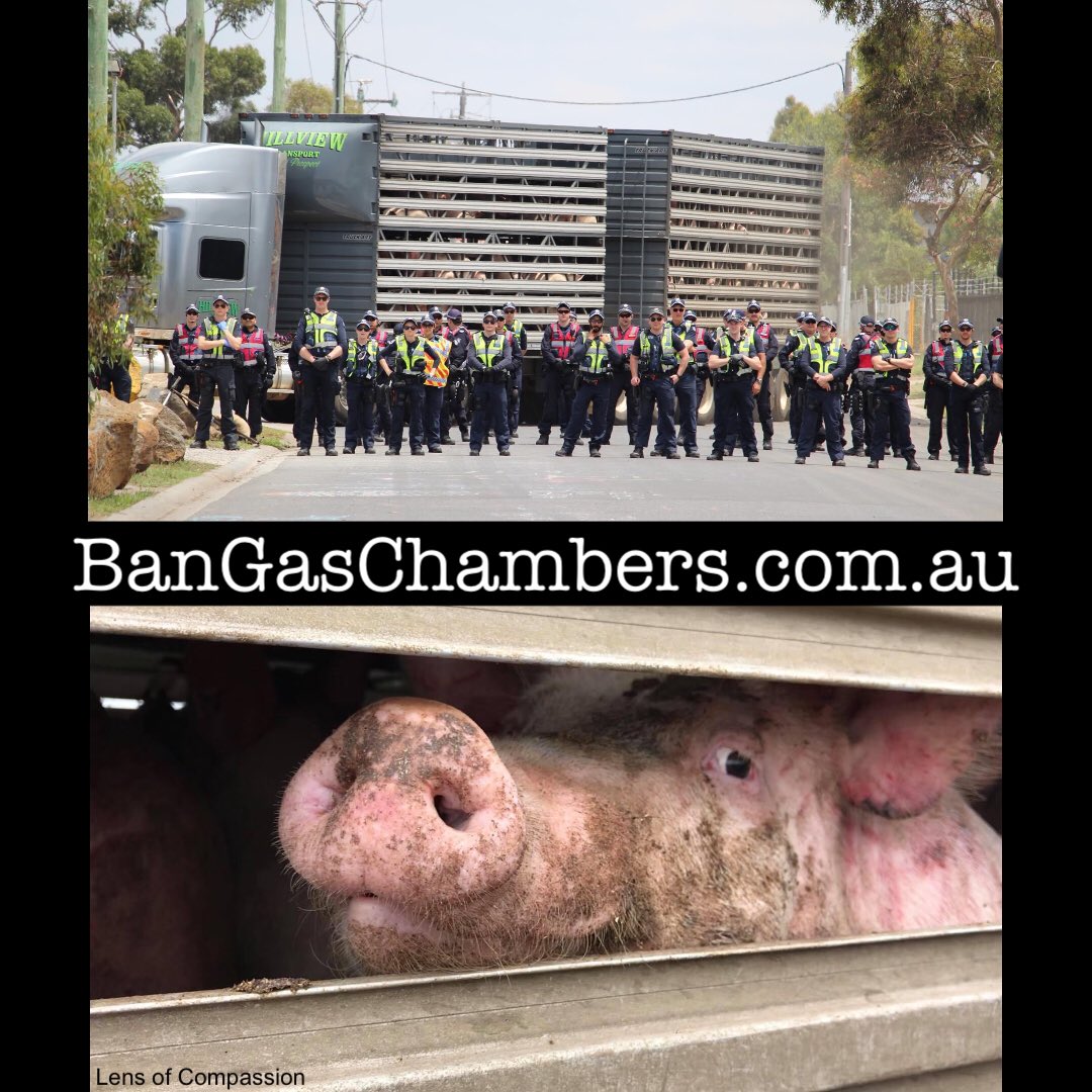 LensCompassion's tweet photo. @farmtr_project hid inside one of the pork industry’s deadly gas chambers with a camera so you can watch what they label as 'humane'.
It's time to #BanGasChambers 
Learn more and take action at https://t.co/6CPtwXV4Ly 
#australianpork #animalrights #totalliberation #watchdominion https://t.co/G2CmEXhbdy