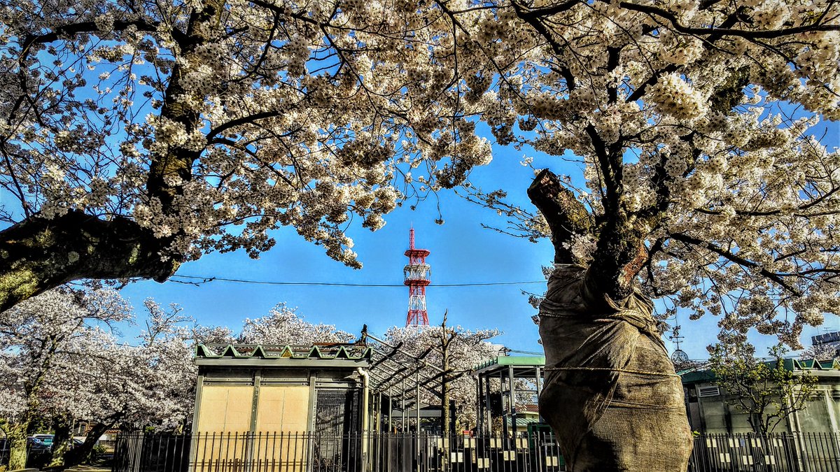 kurousagiX1's tweet photo. ●鳥取市の桜が満開です。3/28日 2023
…天気の良い日は青空の背景が綺麗です。
…#鳥取 #風景 #春 #桜 https://t.co/bGm4KJxSjT