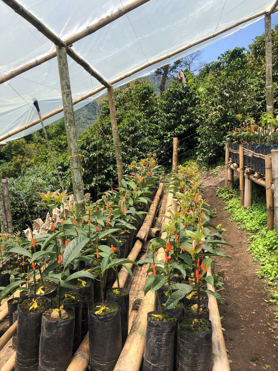 JulioRamirezDu1's tweet photo. Que opinan de esta producción de semilla de aguacate hass? Se trata de la Asociación Integral de productores “El Cable” en Herveo -Tolima, vinculada al Plan Nacional Semillas 🥑. Ya iniciaron también trámite de registro.Gran trabajo @SomosAGROSAVIA @MinAgricultura @ICACOLOMBIA https://t.co/G1Sf6LqQOm